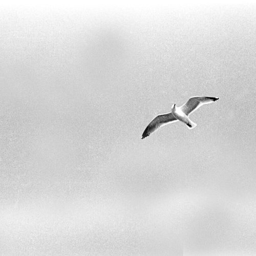 Seagull - La Bretagne - by Carlo Olivero